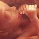 Illustration for article titled Fetus Going To Pretend He Doesn’t Hear Loud Argument Coming From Other Side Of Uterine Wall